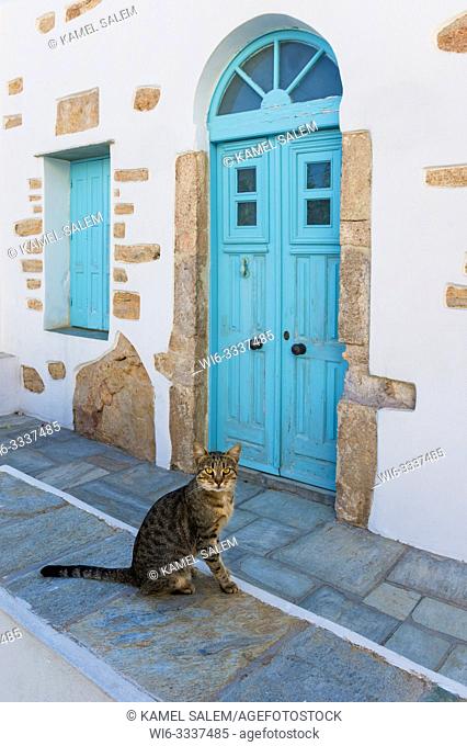 Cat in the street of Chora, Folegandros island, Cyclades, Greece