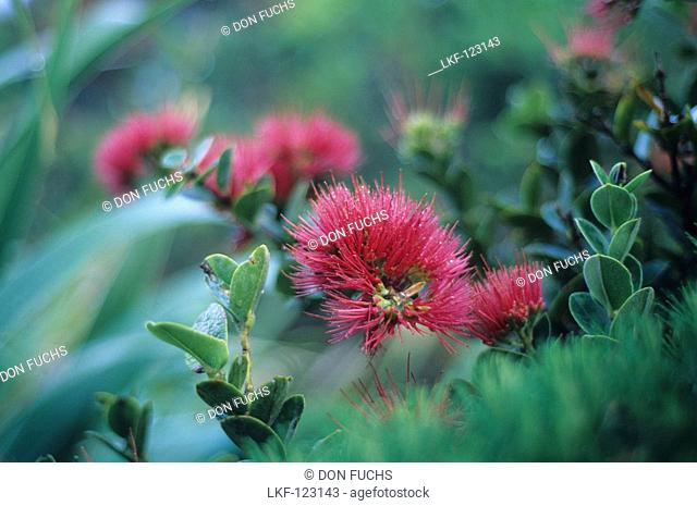 The endemic mountain rose, Metrosideros nervulosa, Lord Howe Island, Australia