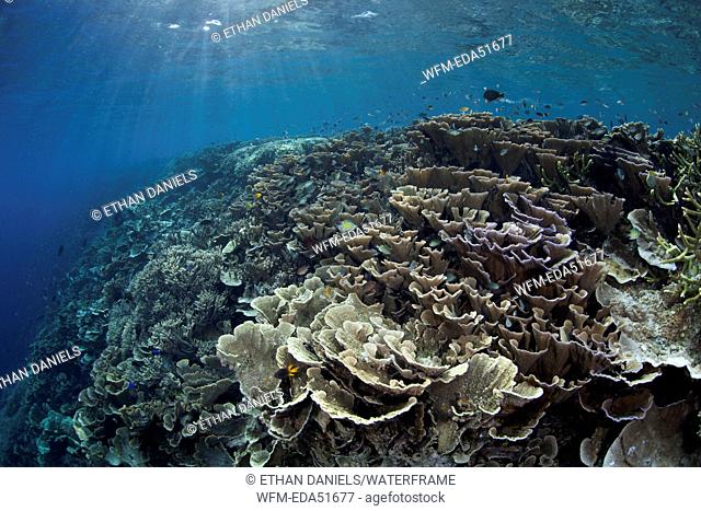 Hard Corals on Reef Top, Montipora sp., Misool, West Papua, Indonesia