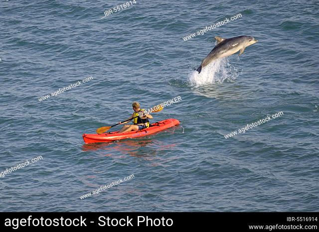 Bottle-nosed Dolphin (Tursiops truncatus) adult leaping beside kayak, Folkestone, Kent, England, United Kingdom, Europe