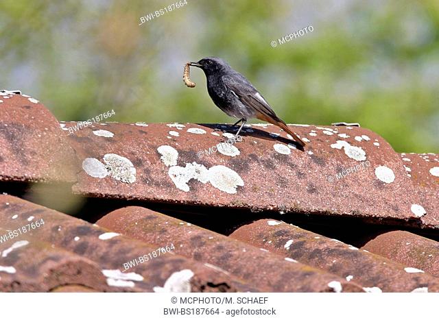black redstart (Phoenicurus ochruros), with prey on roof, Germany, Baden-Wuerttemberg