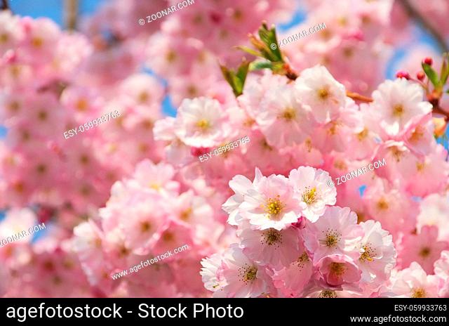 Kirschblüte rosa - cherry blossom 51