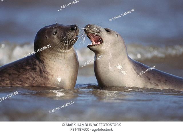 Grey Seals (Halichoerus grypus), play-fighting in water. UK