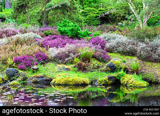 Heather garden in spring colours