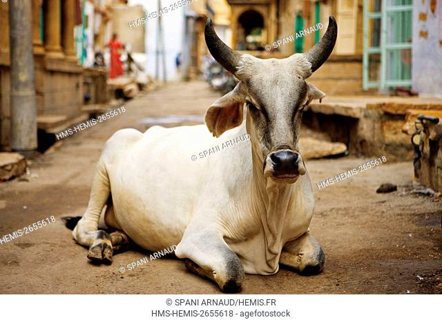 India, Rajasthan, Jaisalmer, sacred cow on the street