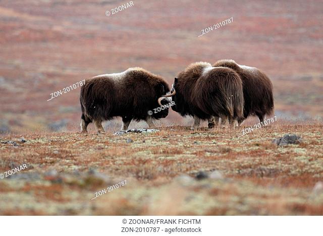 warring young musk ox bull Norway