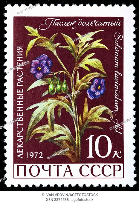 Solanum laciniatum, flower, postage stamp, Russia, USSR, 1972