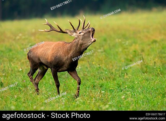 Red deer, cervus elaphus, stag in heat roaring on a green meadow with blurred background. Male animal wildlife with large antlers running and calling on a field...