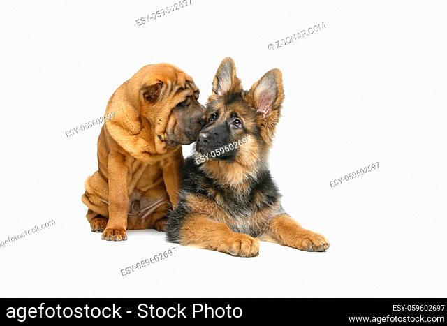 beautiful shar pei and german shepard puppy dogs isolated on white background. copy space
