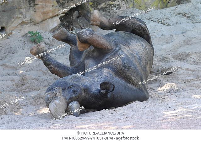 29 June 2018, Germany, Hanover: The black rhinoceros bull Kito rolls over in the sand after taking a cool shower in his open enclosure at Hanover Adventure Zoo