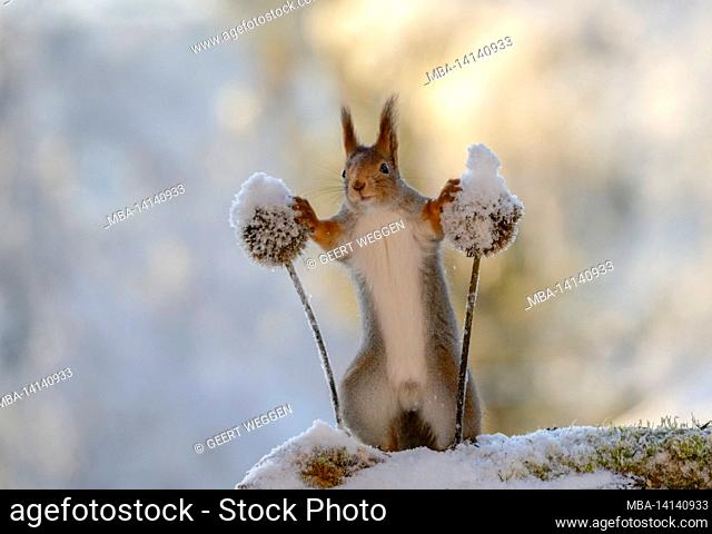 red squirrel is standing between thistle flowers with snow