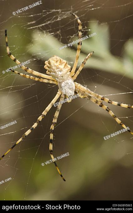 Banded garden spider Argiope trifasciata. Integral Natural Reserve of Inagua. Gran Canaria. Canary Islands. Spain