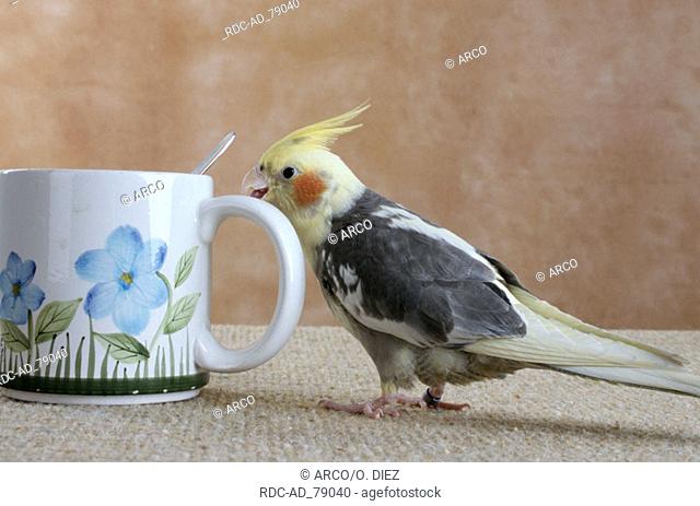 Cockatiel with cup Nymphicus hollandicus