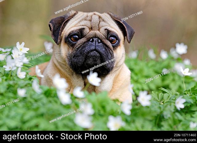 Mops liegt in einer Wiese mit Buschwindröschen, Schleswig Holstein, Deutschland / Pug dog lying on a meadow with wood anemone, Schleswig-Holstein, Germany