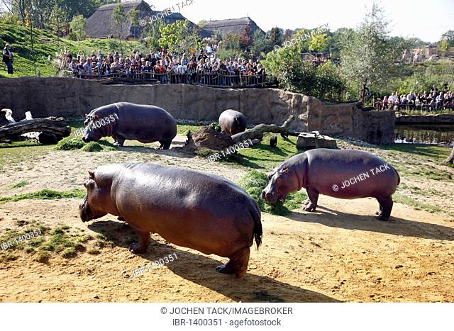 Hippopotami (Hippopotamus amphibius) in the outdoor enclosure of the ZOOM Erlebniswelt leisure park, Africa region, Gelsenkirchen, North Rhine-Westphalia
