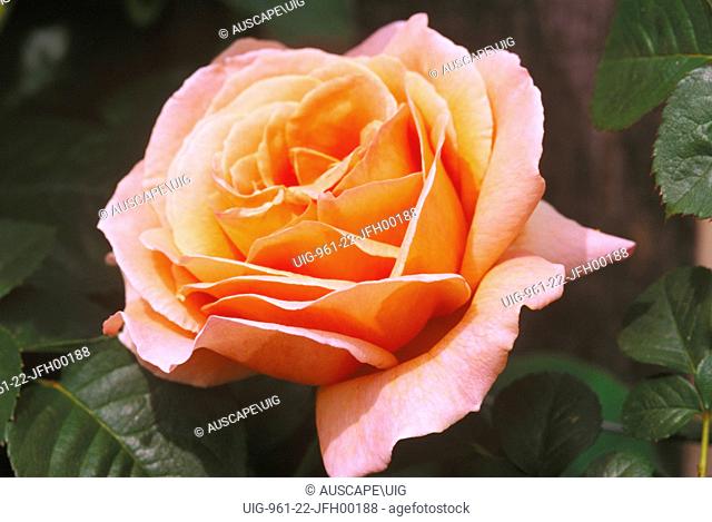 Hybrid tea rose Joyfulness (Rosa cv), Australia