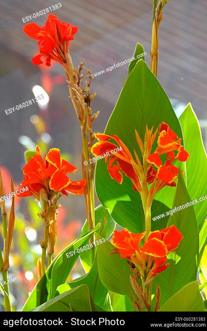 Canna orange blühend, Blumenrohr (Canna)