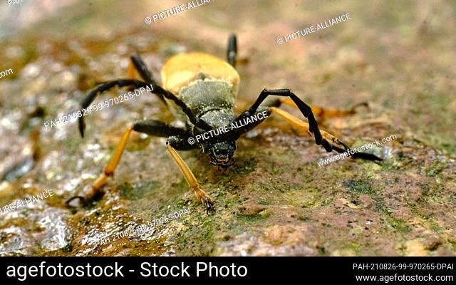 21 June 2021, Lower Saxony, Brunswick: A male neck longhorn beetle (Stictoleptura rubra) sitting on a stone. Photo: Stefan Jaitner/dpa