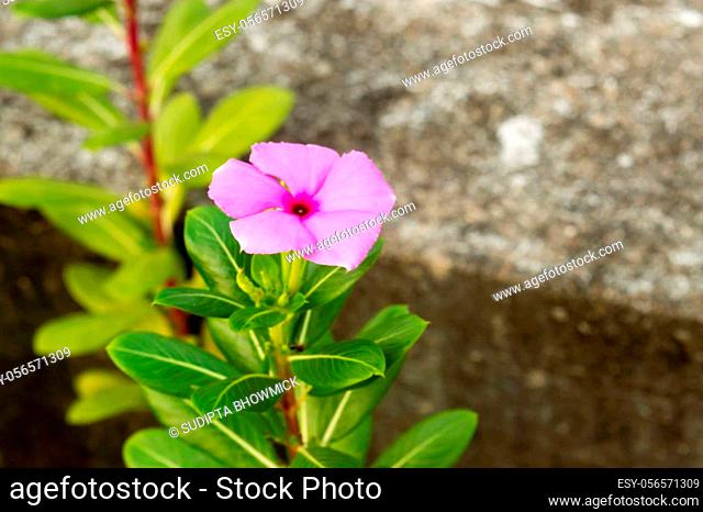 Beautiful Madagascar Periwinkle A Periwinkle rosy pink flower plant in morning sunlight. Catharanthus roseus a graveyard evergreen and glossy foliage flowering...