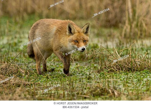 Red Fox (Vulpes vulpes), Zandvoort, North Holland, The Netherlands