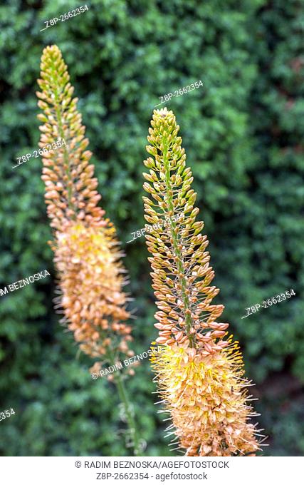 Eremurus isabellinus Cleopatra Foxtail Lily, Desert candle, decorative plant