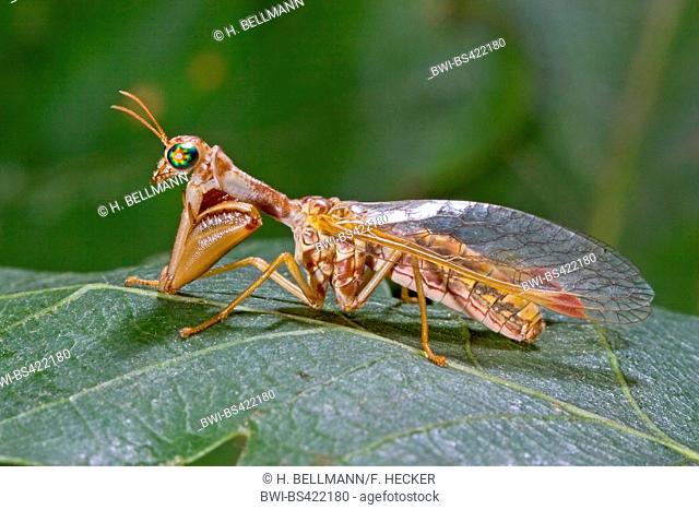 Mantis fly (Mantispa styriaca, Poda pagana, Mantispa pagana), sits on a leaf