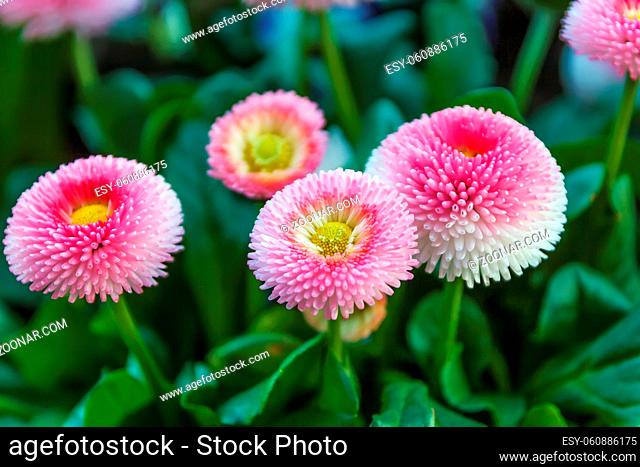 Bellis perennis is a common European species of daisy, of the Asteraceae family, often considered the archetypal species of that name