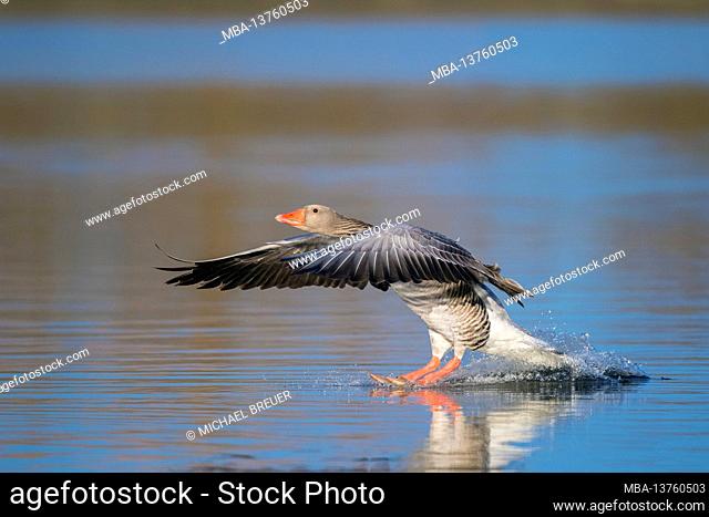 Landing greylag goose (Anser anser), March, Hesse, Germany