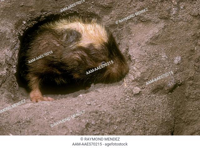 Damarland Mole Rat (Cryptomys damarensis) eusocial from Namibia
