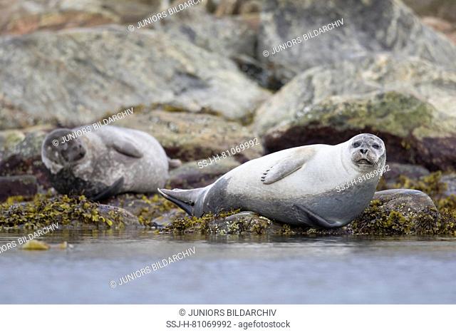 Harbour Seal (Phoca vitulina). Two adults resting on rocks at the shore. Svalbard, Norway