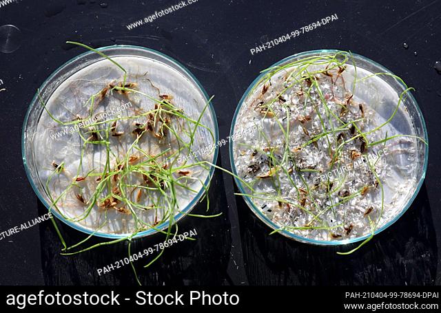 17 March 2021, Mecklenburg-Western Pomerania, Rostock: Petri dishes with germinating ryegrass at the Faculty of Agricultural and Environmental Sciences at the...