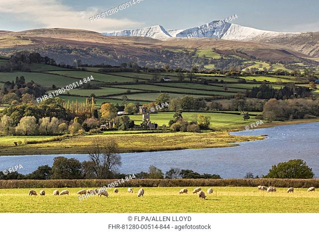 View of sheep grazing in pasture, lake and snow covered hills in distance, Llangorse Lake, Penyfan, Brecon Beacons N.P., Powys, Wales, November
