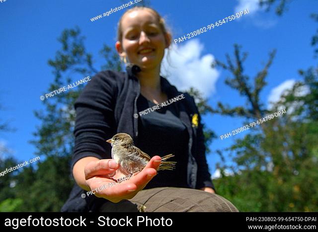 PRODUCTION - 01 August 2023, Saxony-Anhalt, Magdeburg: Emilia Smolarek from the wildlife release station of Magdeburg Zoo holds a small sparrow in her hand that...