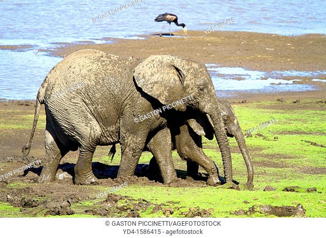 African Elephants Loxodonta africana, in the mud, Shingwedzi river, Kruger National Park, South Africa
