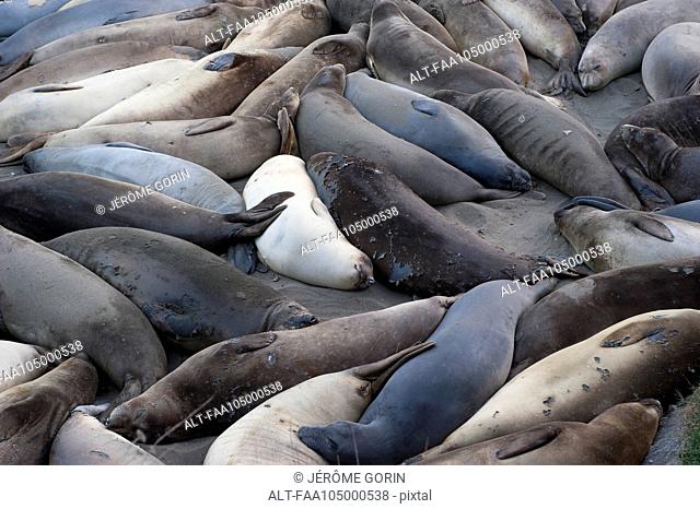 Large group of seals resting on beach