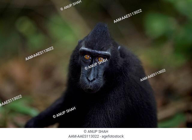 Black crested or Celebes crested macaque juvenile head and shoulders portrait (Macaca nigra). Tangkoko National Park, Sulawesi, Indonesia. April 2011