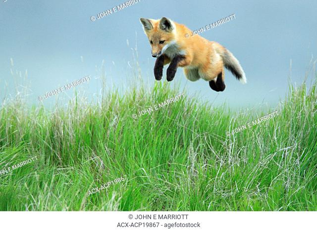 Red fox Vulpes vulpes pup leaping through the air, Saskatchewan, Canada