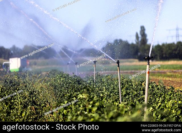 03 August 2022, Baden-Wuerttemberg, Eichstetten am Kaiserstuhl: A sprinkler system sprays water on a field. Temperatures in Breisgau and Hochschwarzwald are...