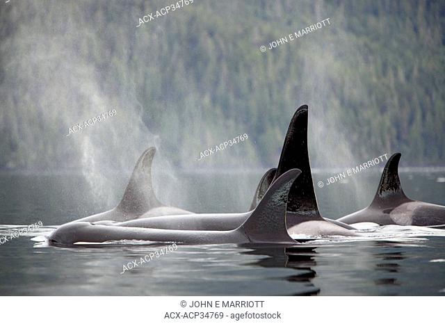 Orca pod Orcinus orca in Johnstone Strait, West Coast, British Columbia