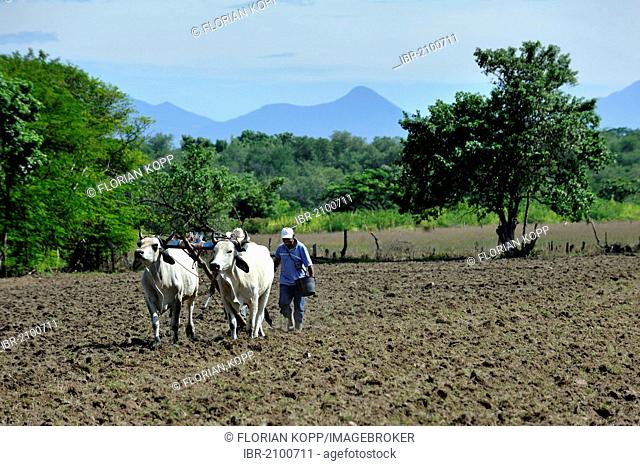 Two farmers plowing the field with two oxen, yoke of oxen, El Angel, Bajo Lempa, El Salvador, Central America, Latin America