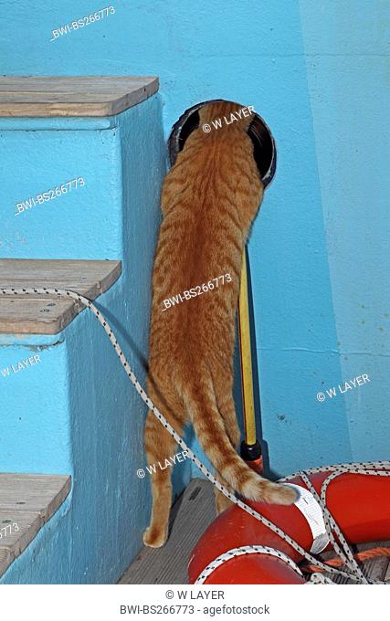 domestic cat, house cat Felis silvestris f. catus, on a ship, looking through a hatch