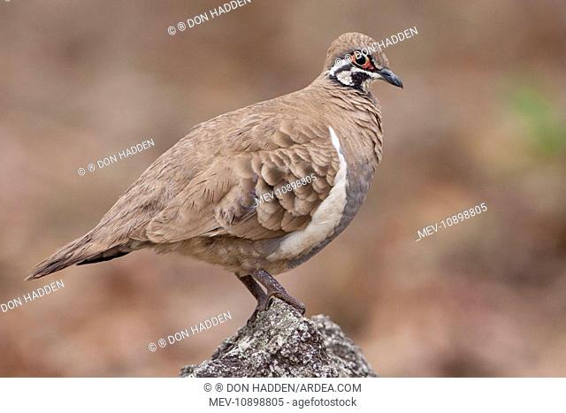 Squatter Pigeon (Geophaps scripta peninsulae). (this is The Northern form peninsulae) - found largely on Cape York - Queensland - Australia - Granite Gorge -...