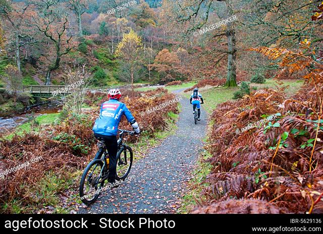 Cyclists mountainbiking along track on country estate, Powerscourt Estate, Enniskerry, County Wicklow, Ireland, Europe