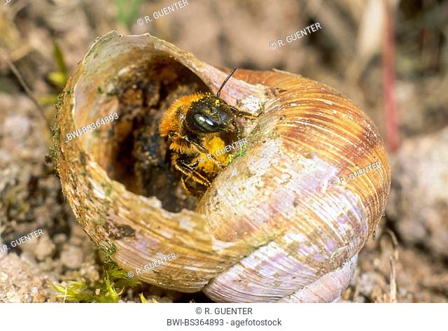 Gold-fringed Mason-bee (Osmia aurulenta), female at the nest in a snail shell, Germany