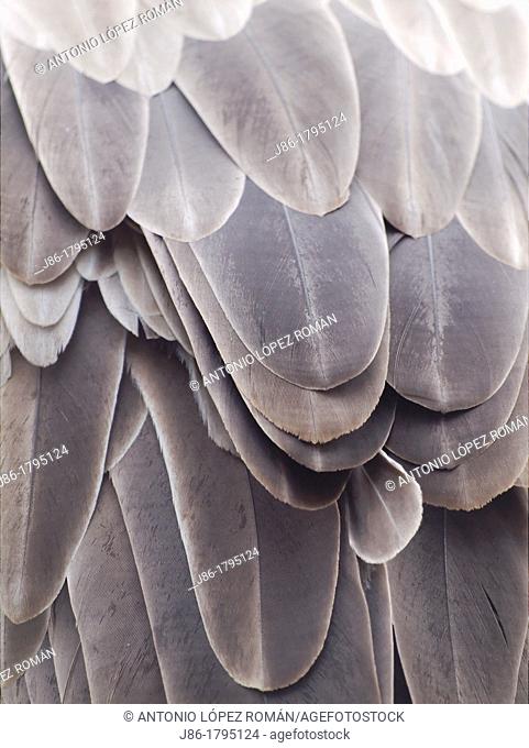 Griffon Vulture feathers  Gyps fulvus  Texture  Natural