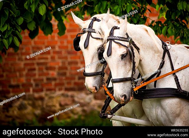 two bridled white horses