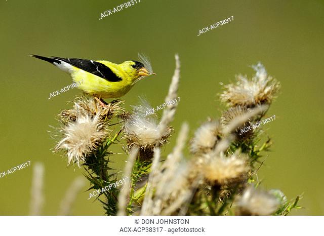 American goldfinch Carduelis tristis Eating thistle seeds