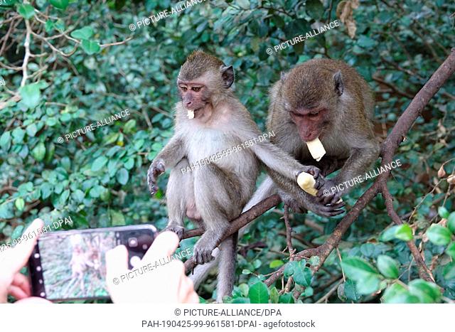 04 March 2019, Thailand, Takua Thung: Two macaque monkeys are photographed with a mobile phone at Wat Suwan Kuha, also called Wat Tham (""cave temple"")