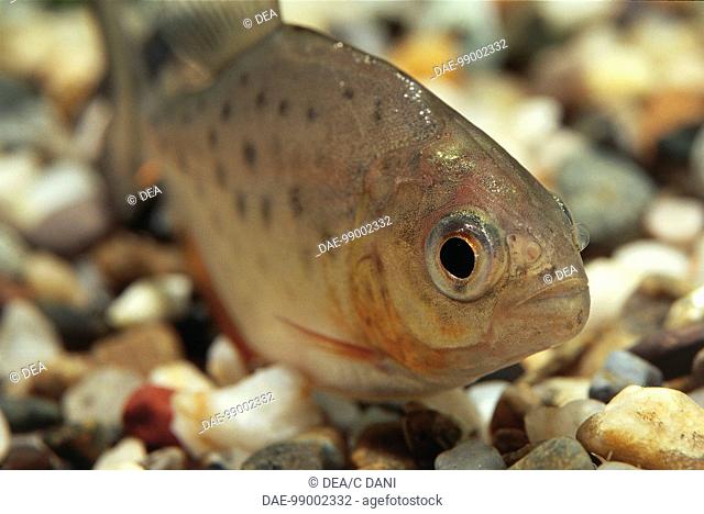 Zoology - Aquarium fishes - Characiformes - Red Bellied Piranha (Pygocentrus or Serrasalmus nattereri), close-up