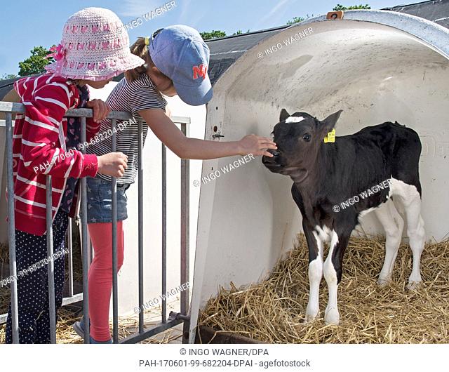 Two school children try to stroke a calf at the Milchviehbetrieb Garrelts dairy farm in Filsum, Germany, 1 June 2017. Around 1